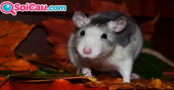 Mơ thấy chuột vào nhà đánh số mấy