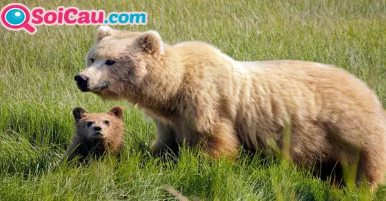 Ý nghĩa giấc mơ thấy con gấu