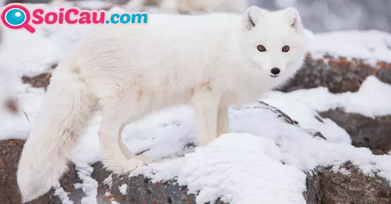 Ý nghĩa giấc mơ thấy hồ ly