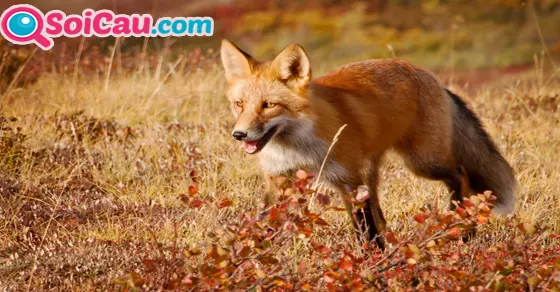 ngủ mơ thấy con hồ ly đánh đề số mấy?