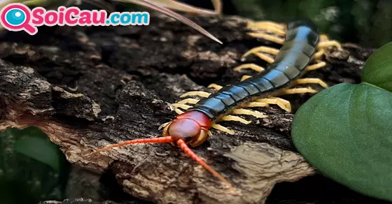 Ý nghĩa giấc mơ thấy con rết