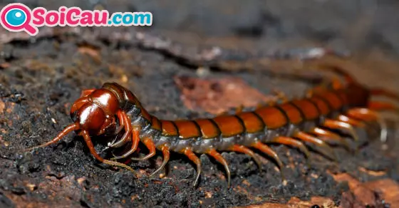 ngủ mơ thấy con rết số đề bao nhiêu?