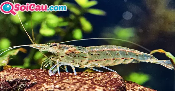 ngủ mơ thấy tôm đánh số mấy may mắn?