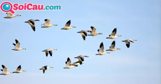 Thông điệp giấc mơ thấy đàn chim là gì