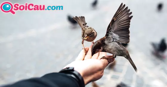 nằm mơ thấy đàn chim đánh đề con gì