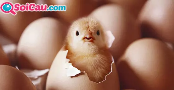 nằm mơ thấy đàn gà đánh đề số gì