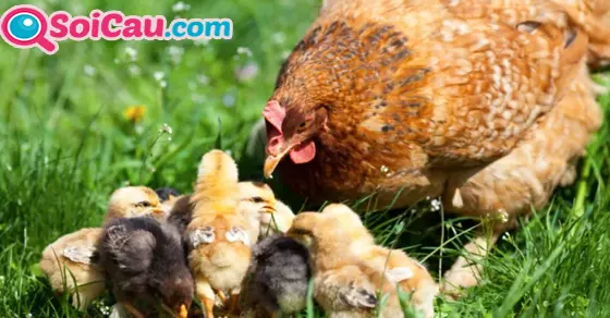 Ý nghĩa giấc mơ thấy đàn gà