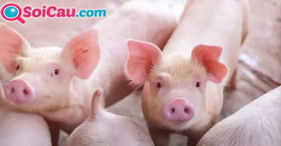 mơ thấy đàn lợn, đàn heo đánh số gì