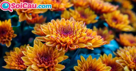 Thông điệp giấc mơ thấy hoa cúc
