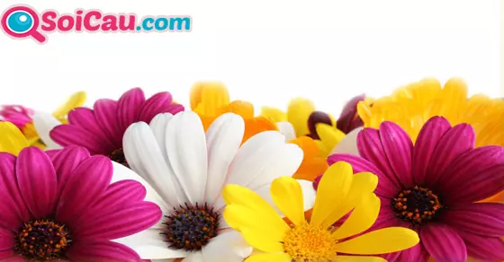 mơ thấy hoa cúc đánh đề con gì