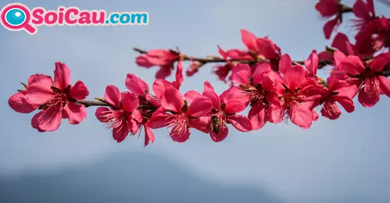Ý nghĩa giấc mơ thấy hoa đào