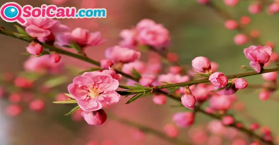 ngủ mơ thấy hoa đào đánh đề con gì