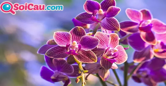 Thông điệp giấc mơ thấy hoa lan