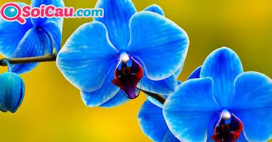 nằm mơ thấy hoa lan đánh số gì