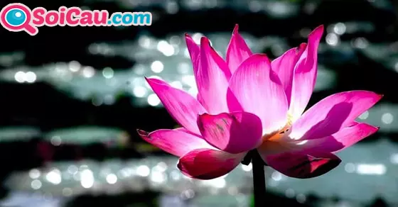 mơ thấy hoa sen đánh số mấy