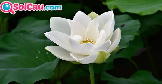 Ý nghĩa giấc mơ thấy hoa sen