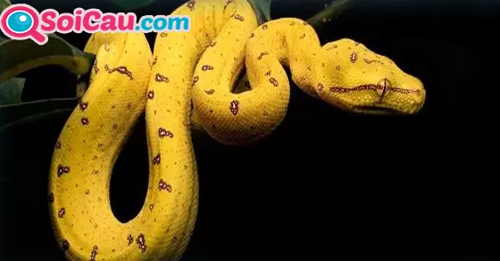 Ý nghĩa giấc mơ thấy con rắn vàng