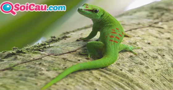 Ý nghĩa giấc mơ thấy thằn lằn