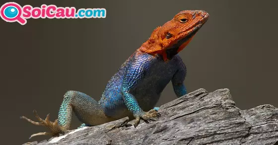 ngủ mơ thấy thằn lằn đánh con gì?