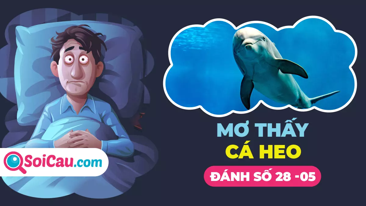 Mơ thấy cá heo đánh con gì? Giải mã giấc mơ thấy cá heo