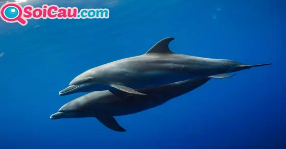 ngủ mơ thấy cá heo đánh đề số mấy?