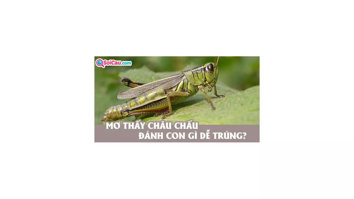 Mơ thấy châu chấu đánh con gì? Điềm báo giấc mơ thấy châu chấu