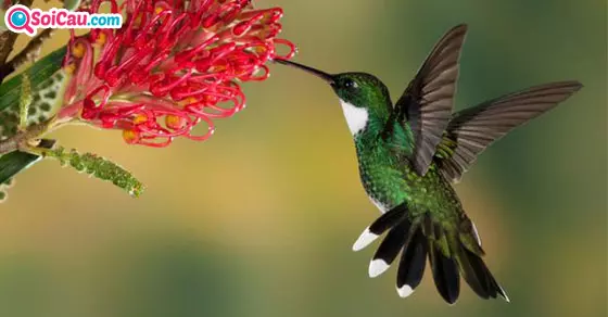 mơ thấy chim đánh con gì?