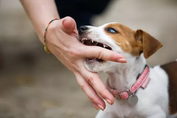 Nằm ngủ mơ thấy chó cắn vào tay báo hiệu điềm gì? Con số may mắn
