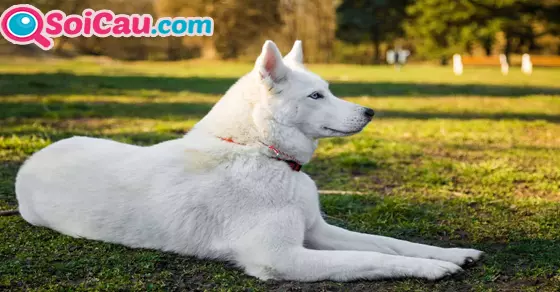 ngủ mơ thấy chó trắng đánh đề con gì?