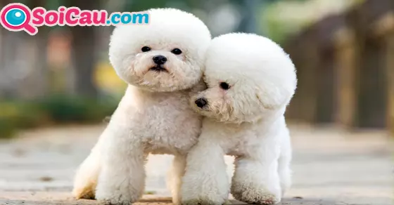 ngủ mơ thấy chó trắng là điềm gì?