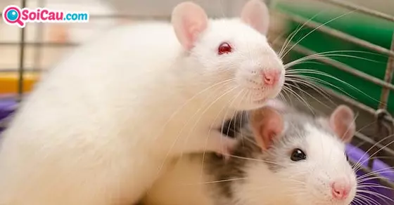 mơ thấy chuột là số mấy?