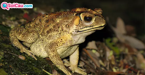 nằm mơ thấy cóc đánh số mấy dễ trúng?