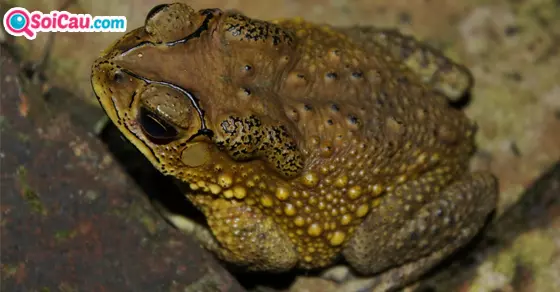 nằm mơ thấy cóc vào nhà là điềm tốt hay xấu?