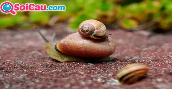 ngủ mơ thấy ốc sên đánh số mấy?