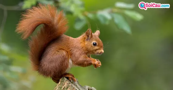 mơ thấy sóc đánh con gì?