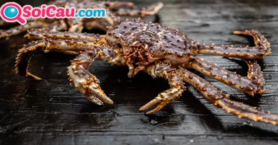Ngủ ngủ mơ thấy cua hoàng đế đánh đề con gì?