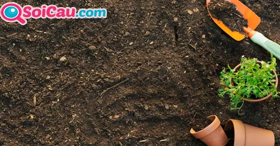 Ngủ ngủ mơ thấy đất đánh đề con gì?