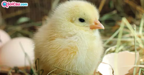 Giải mã giấc mơ thấy gà con