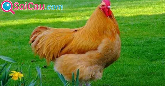 Thông điệp giấc mơ thấy con gà mái là gì