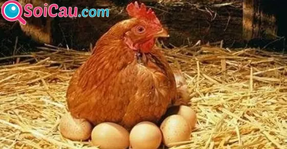 Tịch số đề giấc mơ thấy con gà mái