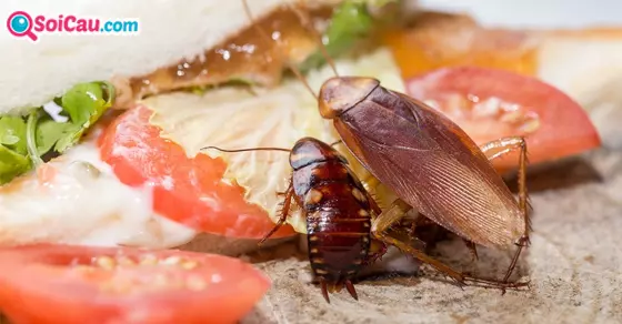 mơ thấy gián đánh số gì?