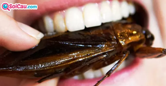 Mơ thấy gián là điềm báo gì?