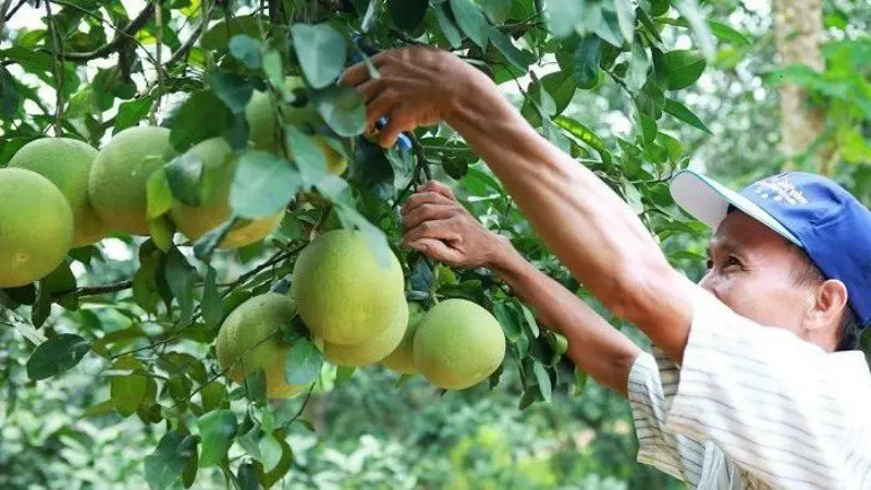 Nằm ngủ mơ thấy trái cây khô