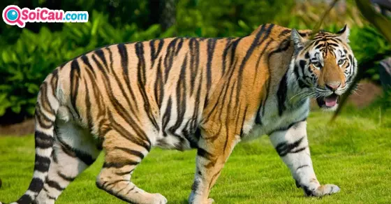 mơ thấy hổ là điềm gì?