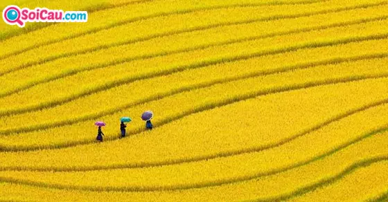 Giải mã giấc mơ thấy lúa chín