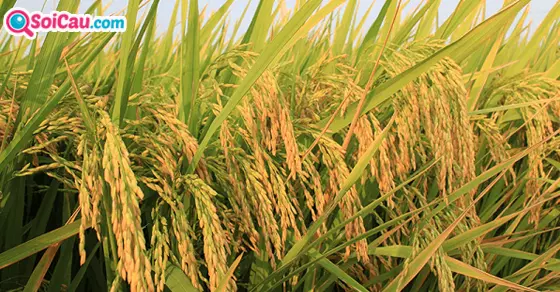 nằm mơ thấy lúa chín đánh con gì?
