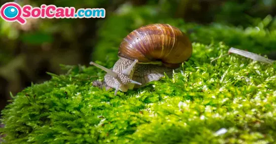 Ý nghĩa giấc mơ thấy con ốc sên