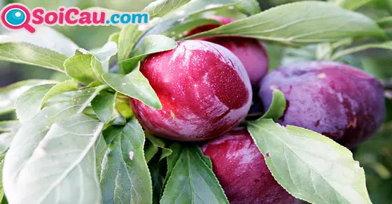 Giải mã giấc mơ thấy quả mận