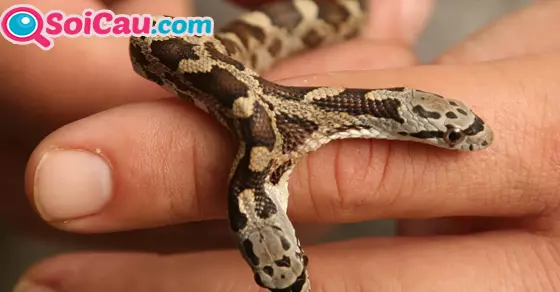 Mơ thấy rắn hai đầu có ý nghĩa gì?