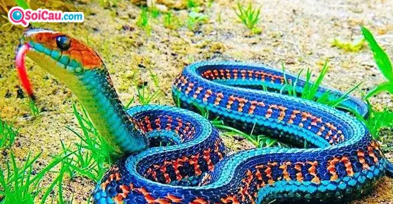 Mơ thấy rắn đen, trắng, .. đánh con gì?